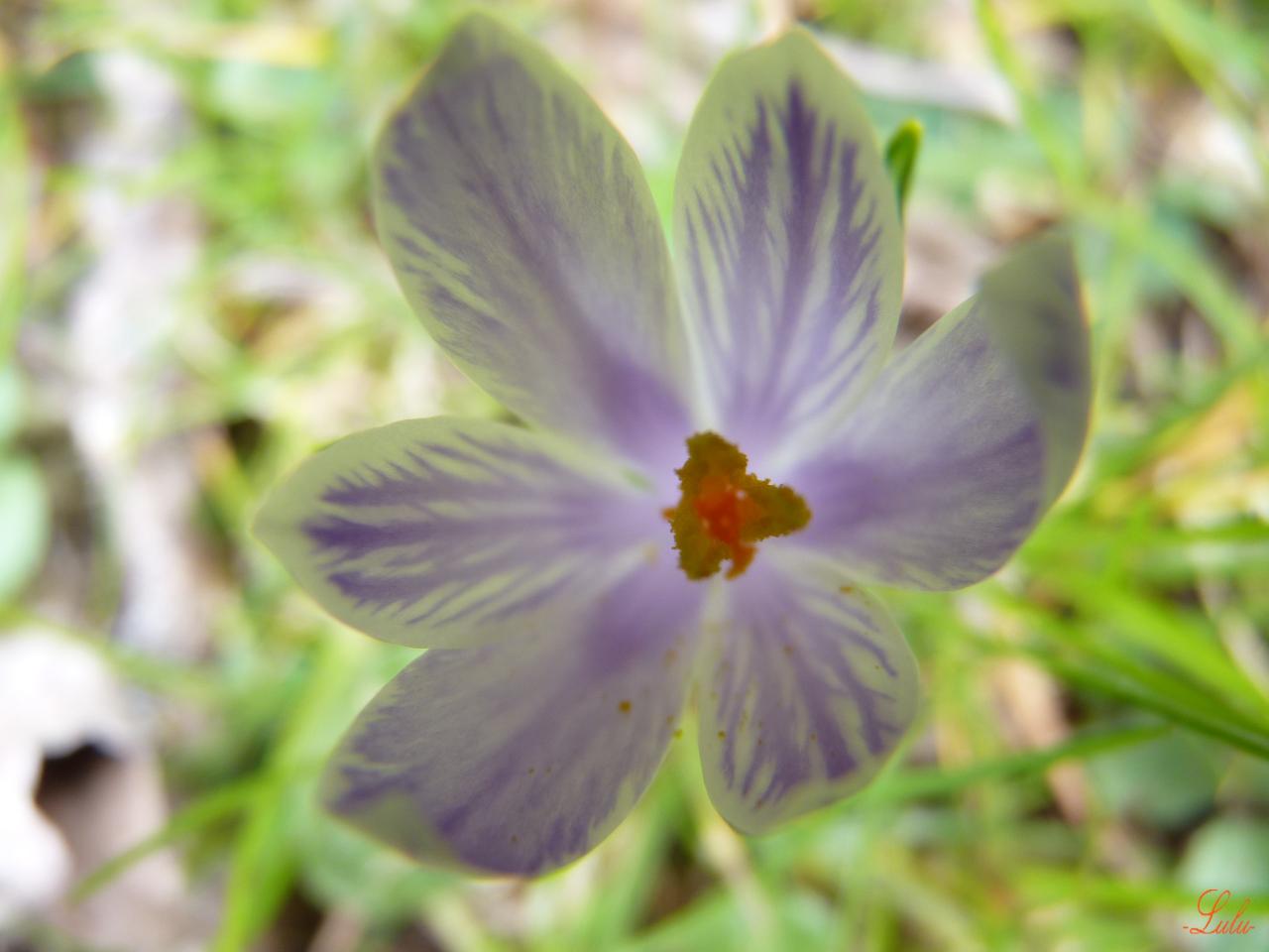 Crocus