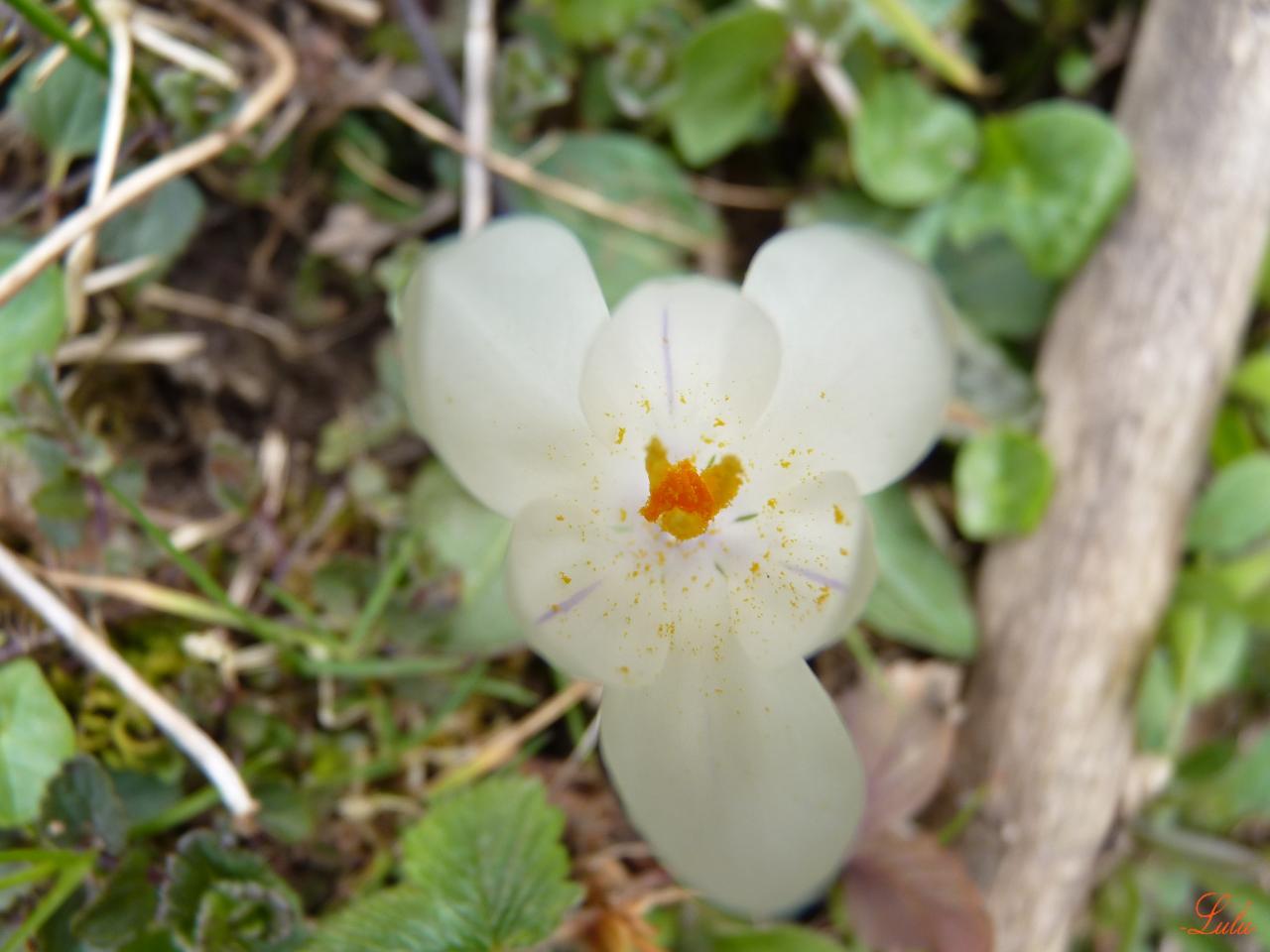 Crocus blanc