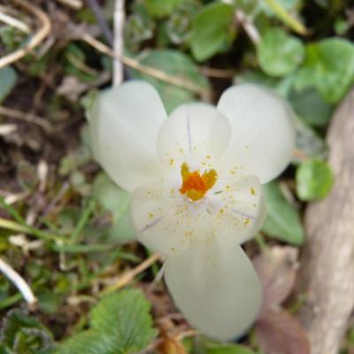 Crocus blanc