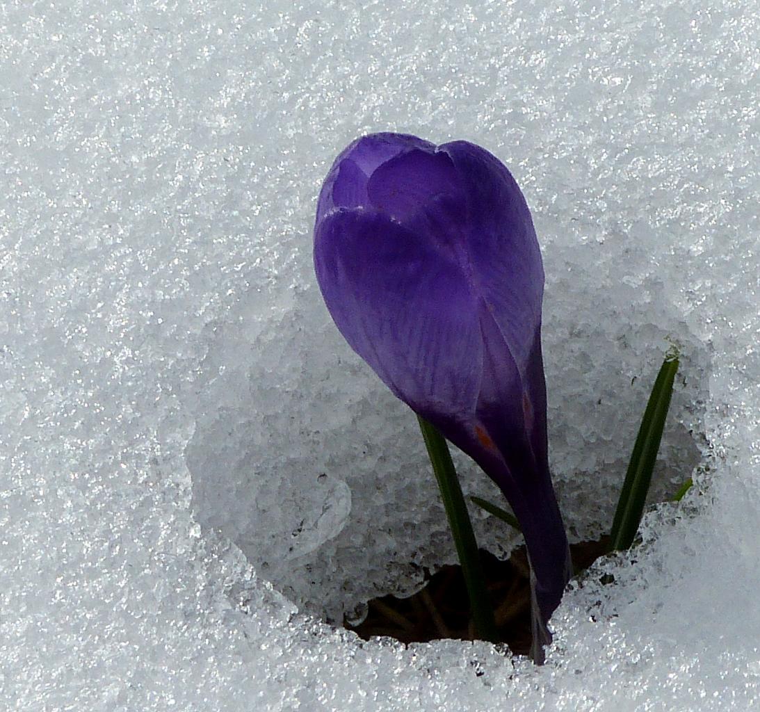 Crocus dans la plaine d'Herbouilly