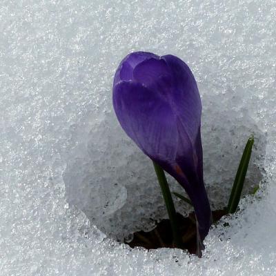 Crocus dans la plaine d'Herbouilly