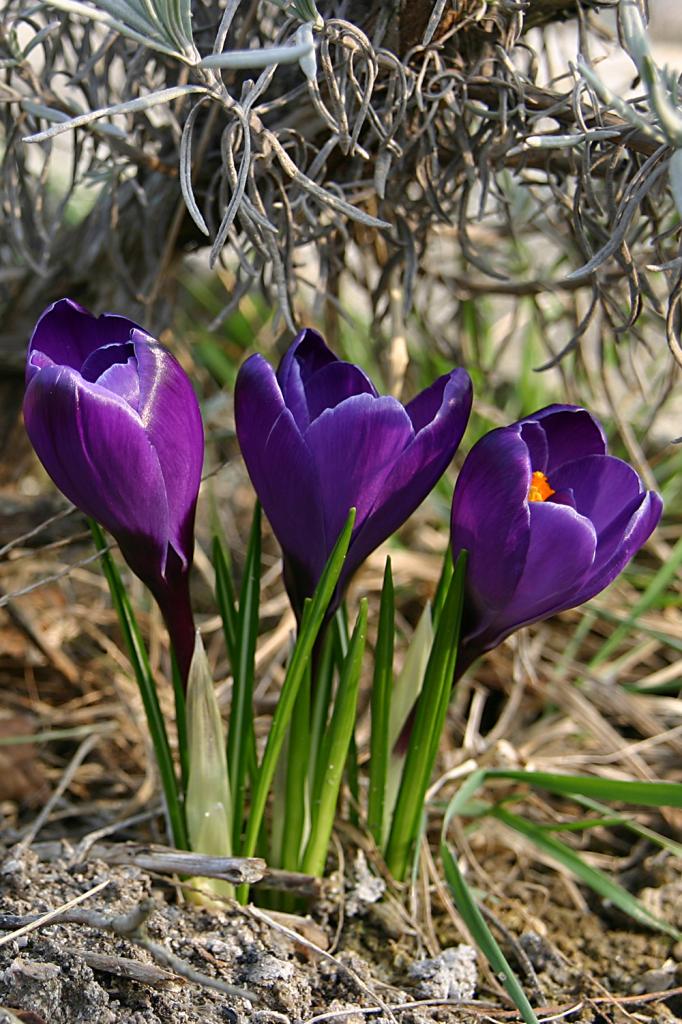 Crocus