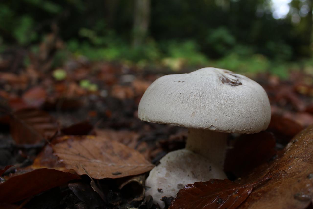 dans les bois