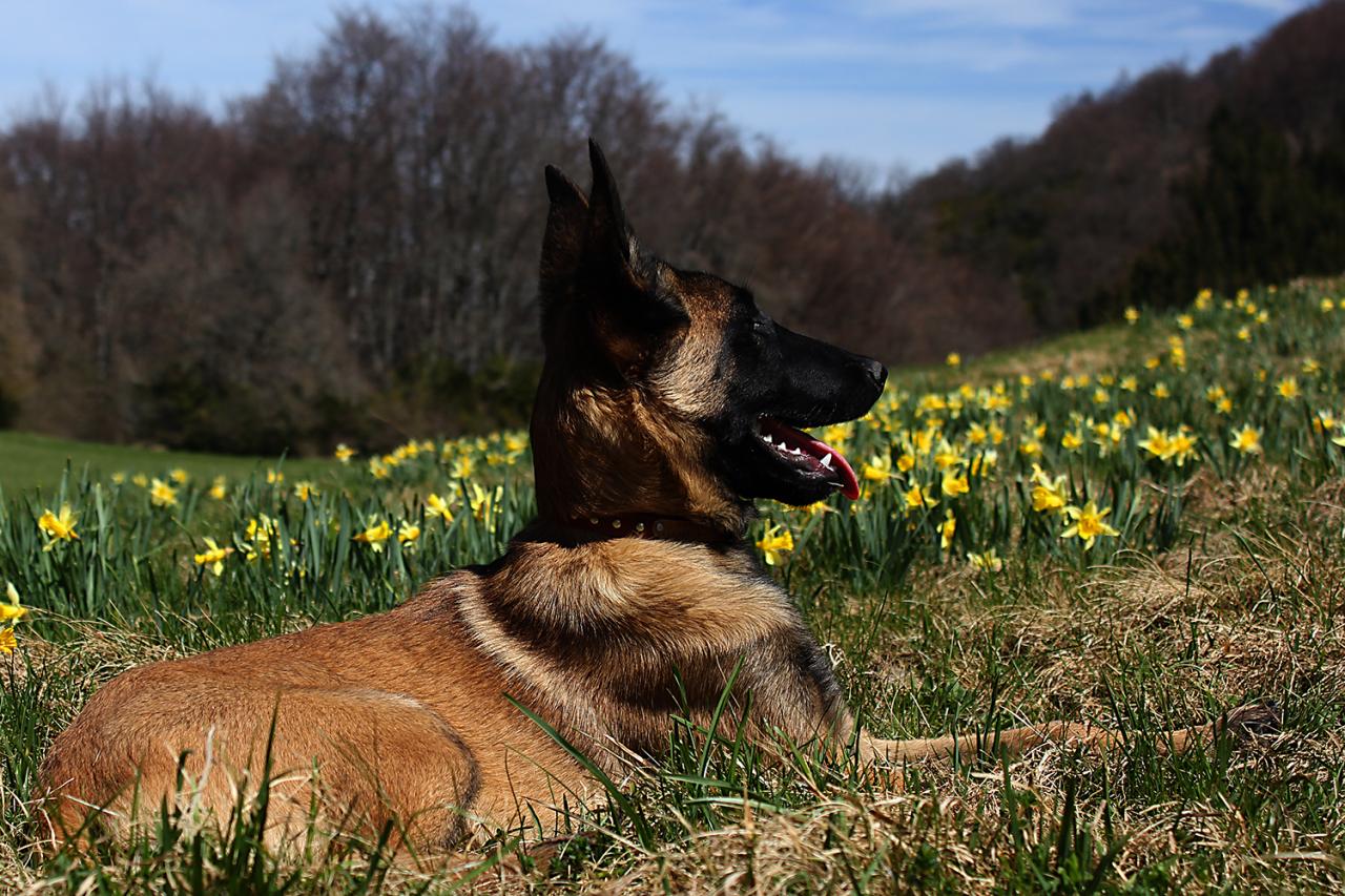 dans les jonquilles