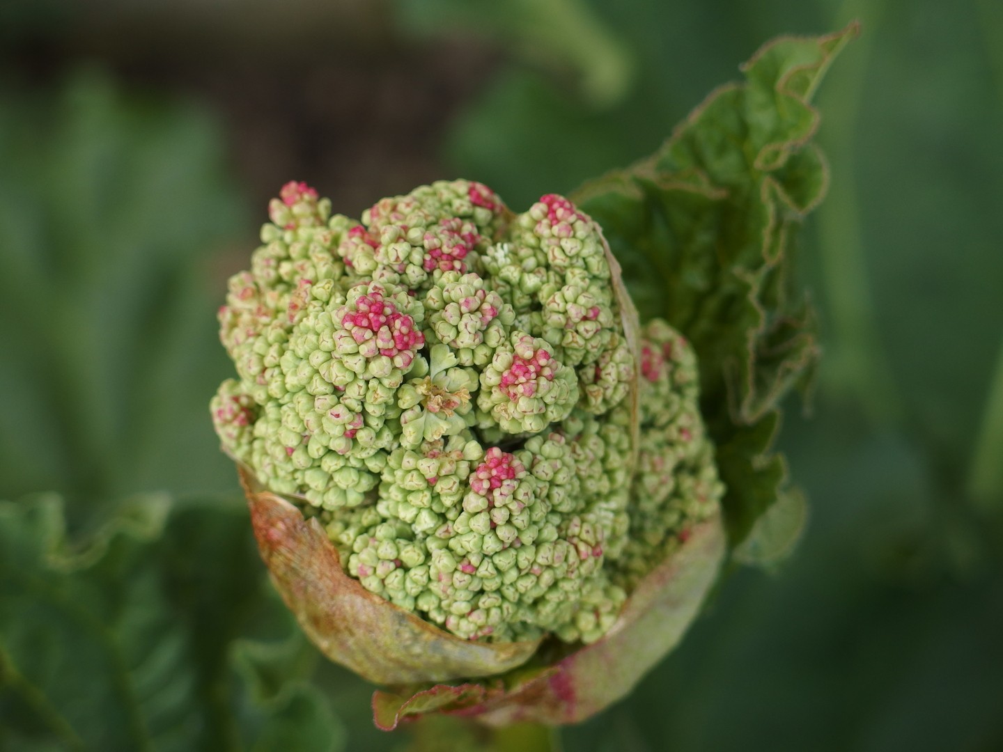 bourgeon de fleur de rhubarbe