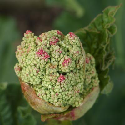 bourgeon de fleur de rhubarbe