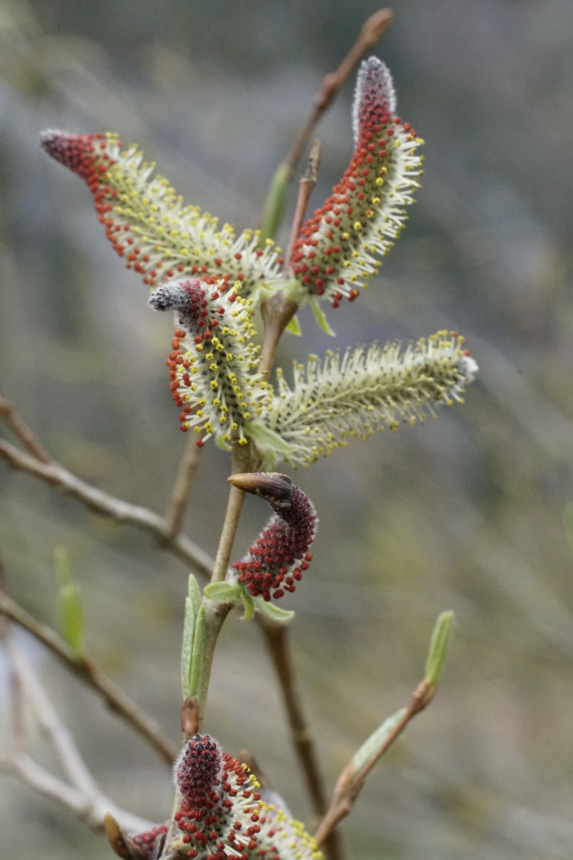 saule en fleur