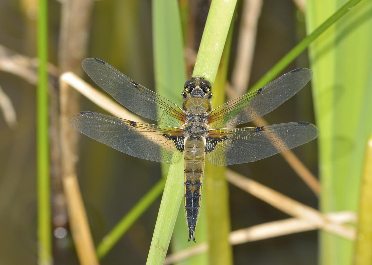 Libelulla quadri maculata, jeune mâle, Combe de Loscence