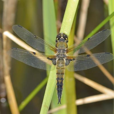 Libelulla quadri maculata, jeune mâle, Combe de Loscence