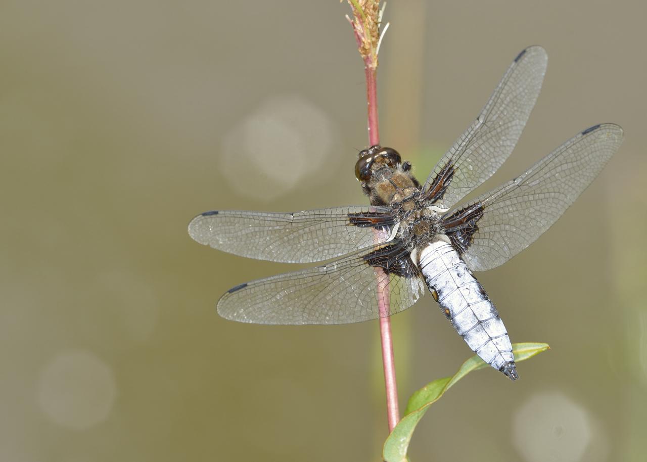 Libelulla depressa, mâle, avec toutes ses couleurs.