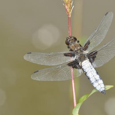 Libelulla depressa, mâle, avec toutes ses couleurs.