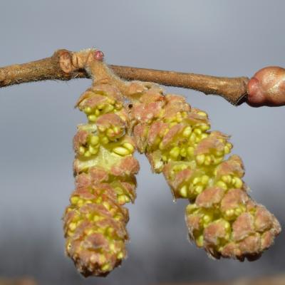 fleur mâle du noisetier