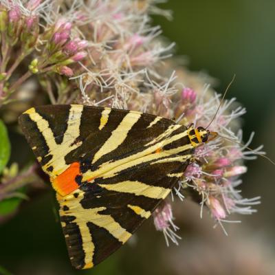 Ecaille chinée sur eupatoire chanvrine