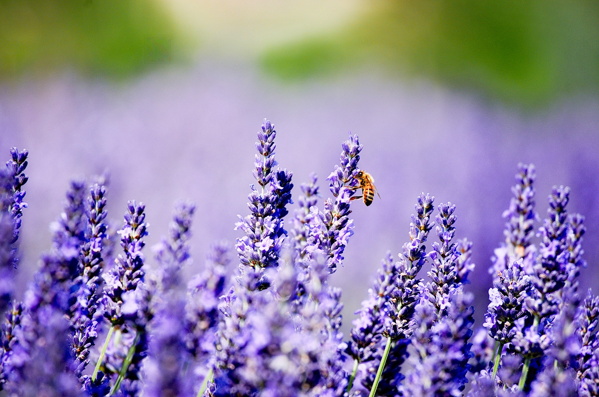 abeille et lavandes