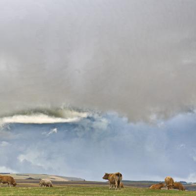 aubrac