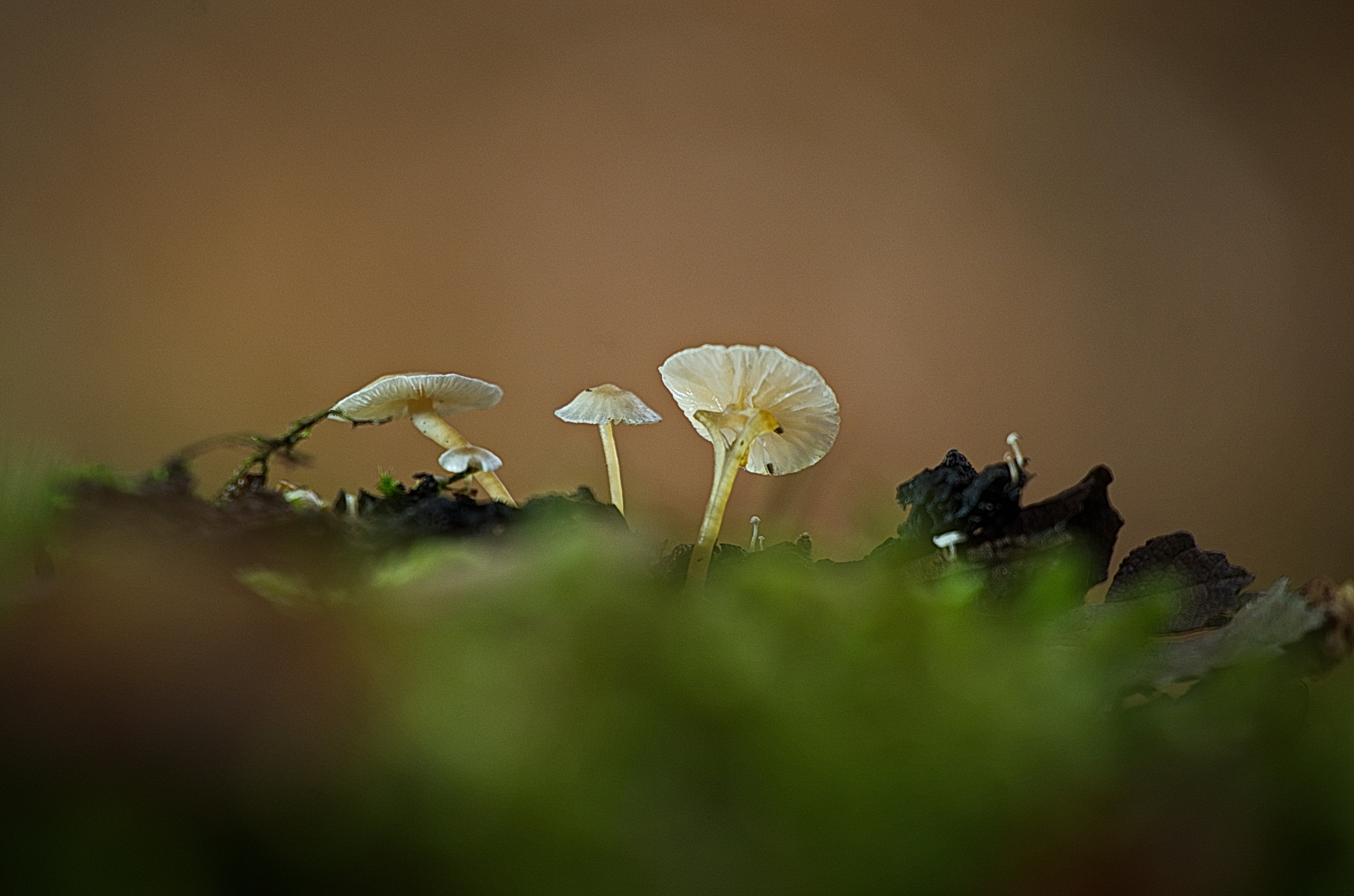 Champignons