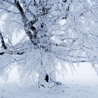 givre 2