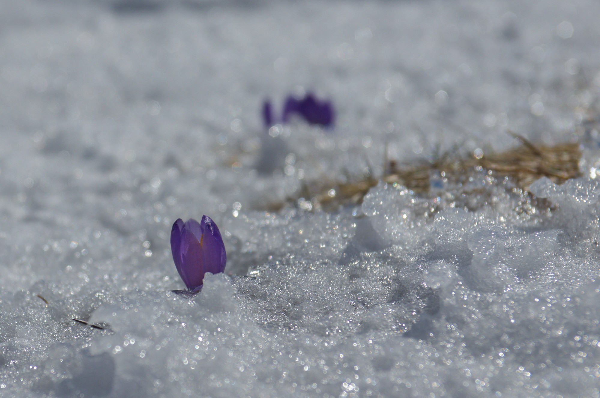 crocus émergeant de la neige