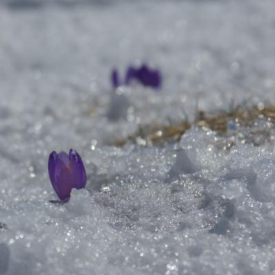 crocus émergeant de la neige