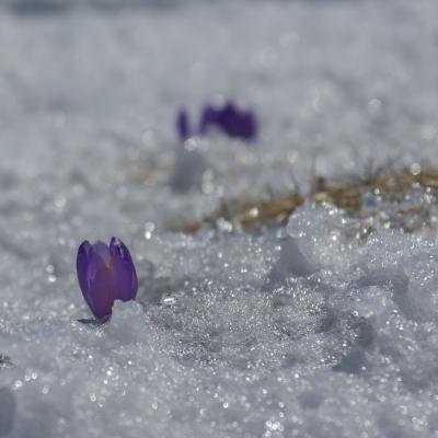 crocus émergeant de la neige