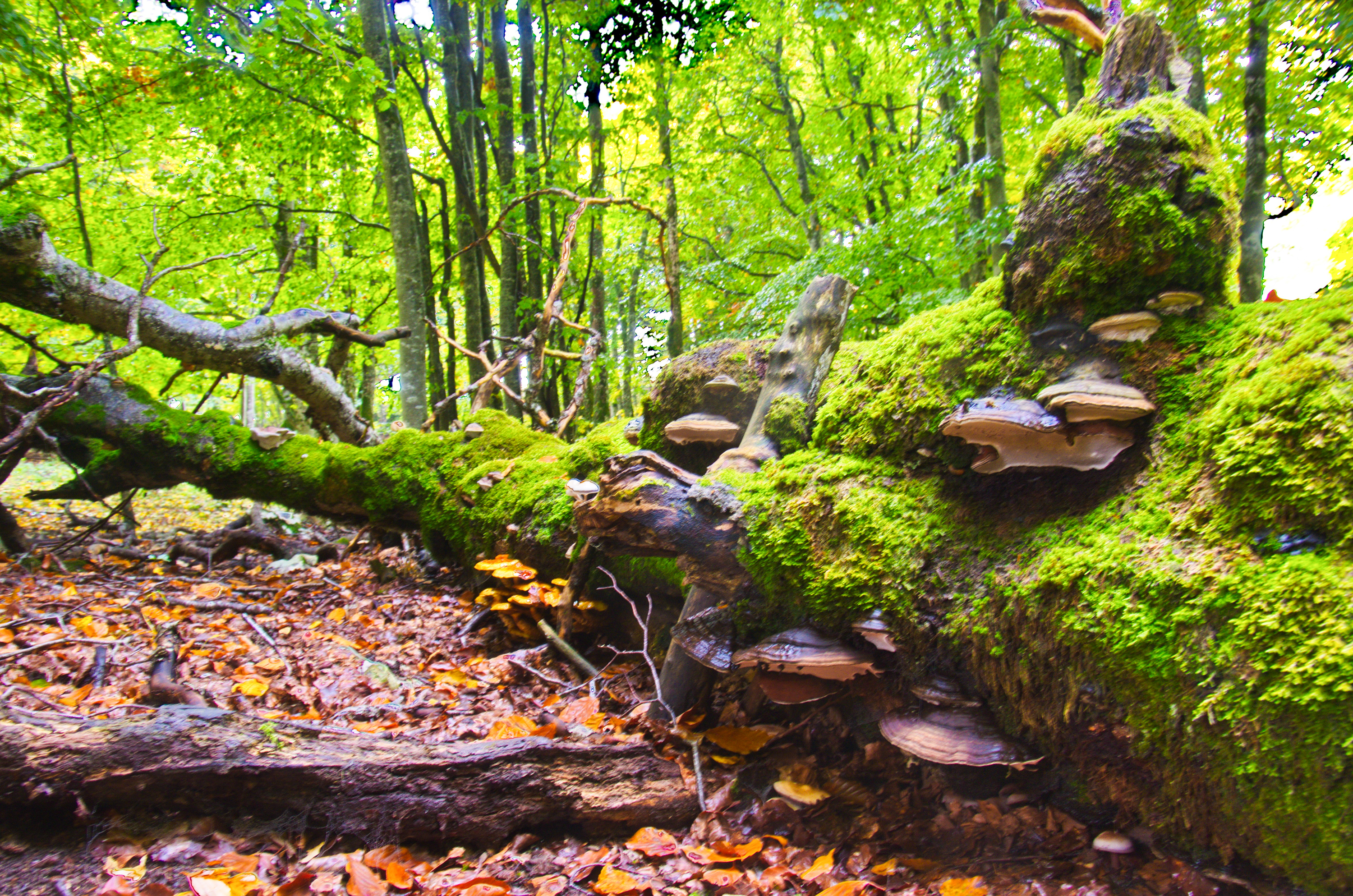 plateau d'ambel