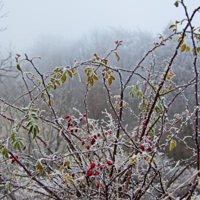 Echarasson brume par jean yves g