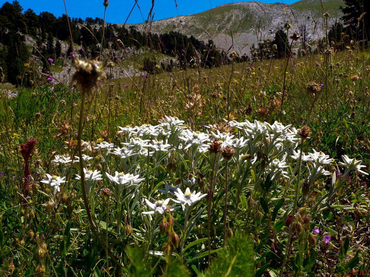 Edelweiss géantes de Serre Brion