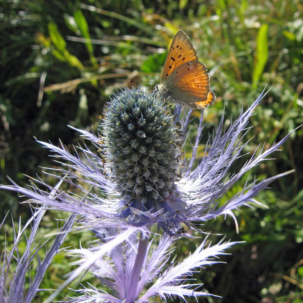 eryngium alpinum