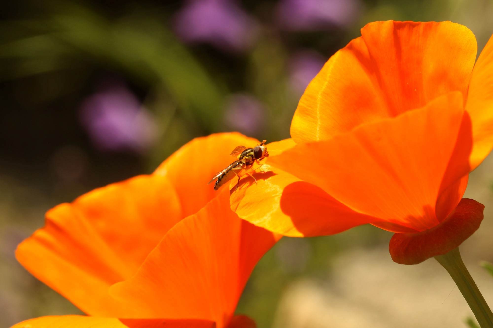 Eschscholzia pavot de californie