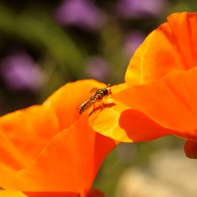 Eschscholzia pavot de californie