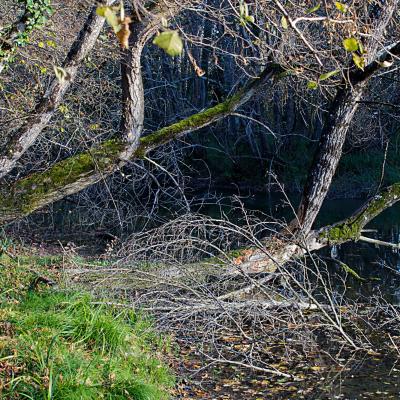 arbres couchés