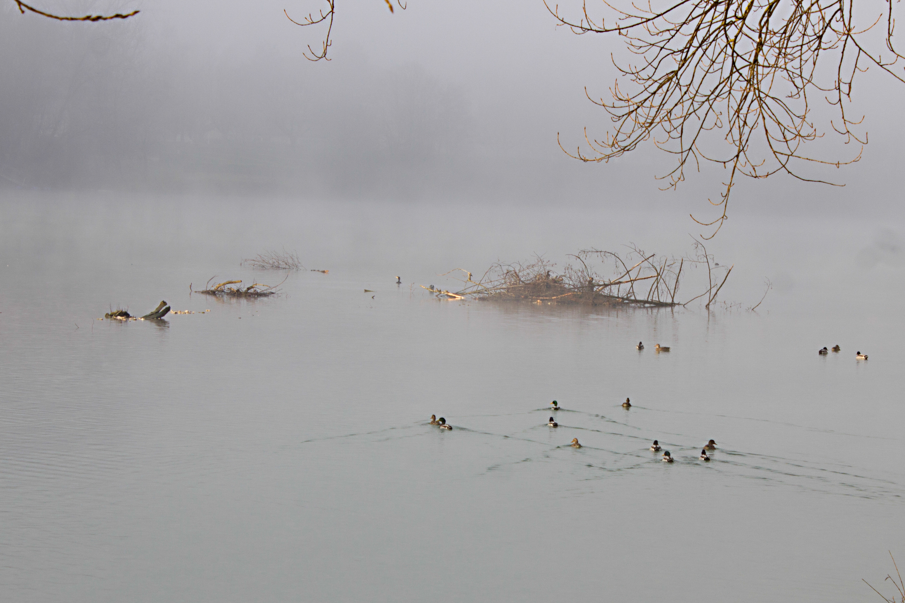 brume sur le lac