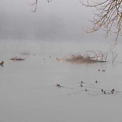 brume sur le lac