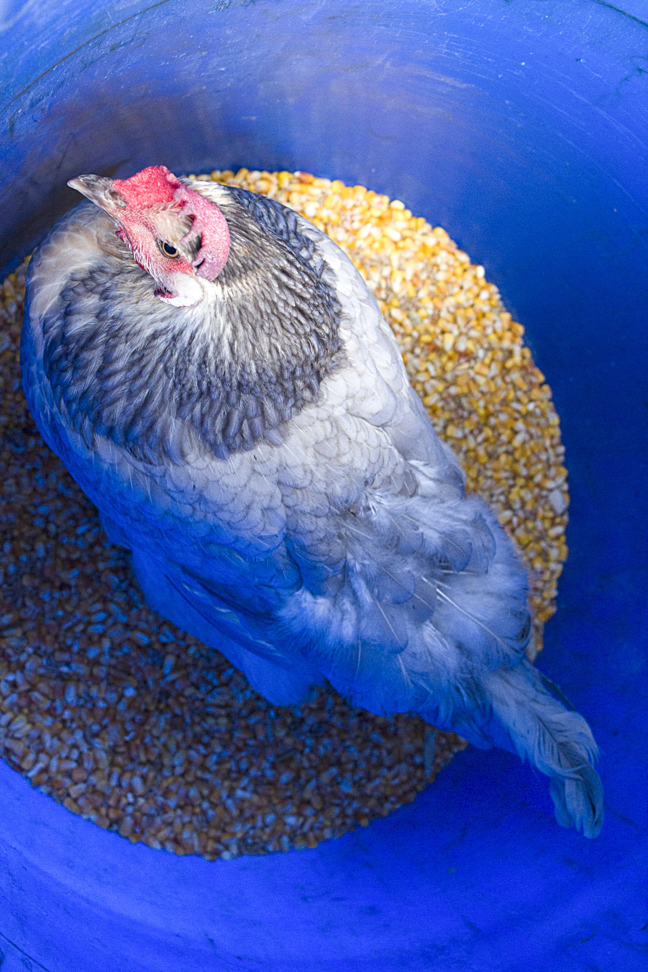 poule confinée par gourmandise