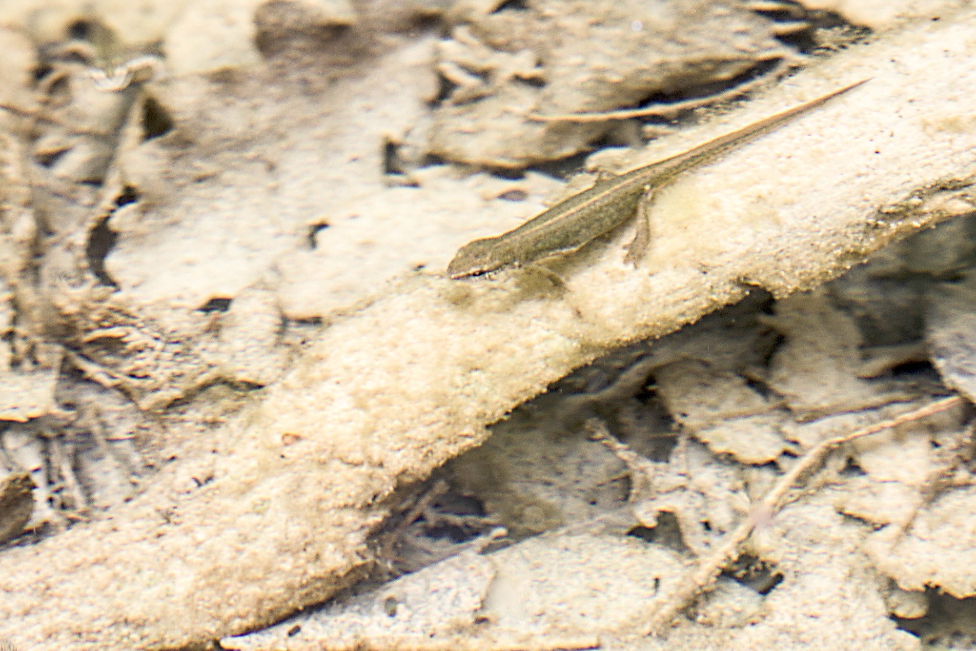 dans l'eau un animal étrange