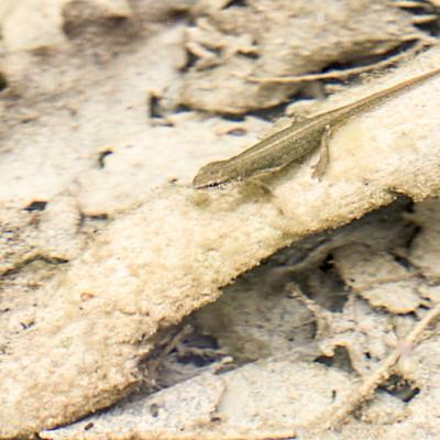 dans l'eau un animal étrange