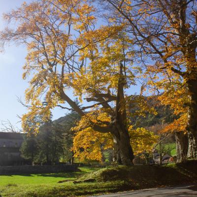 léoncel en automne