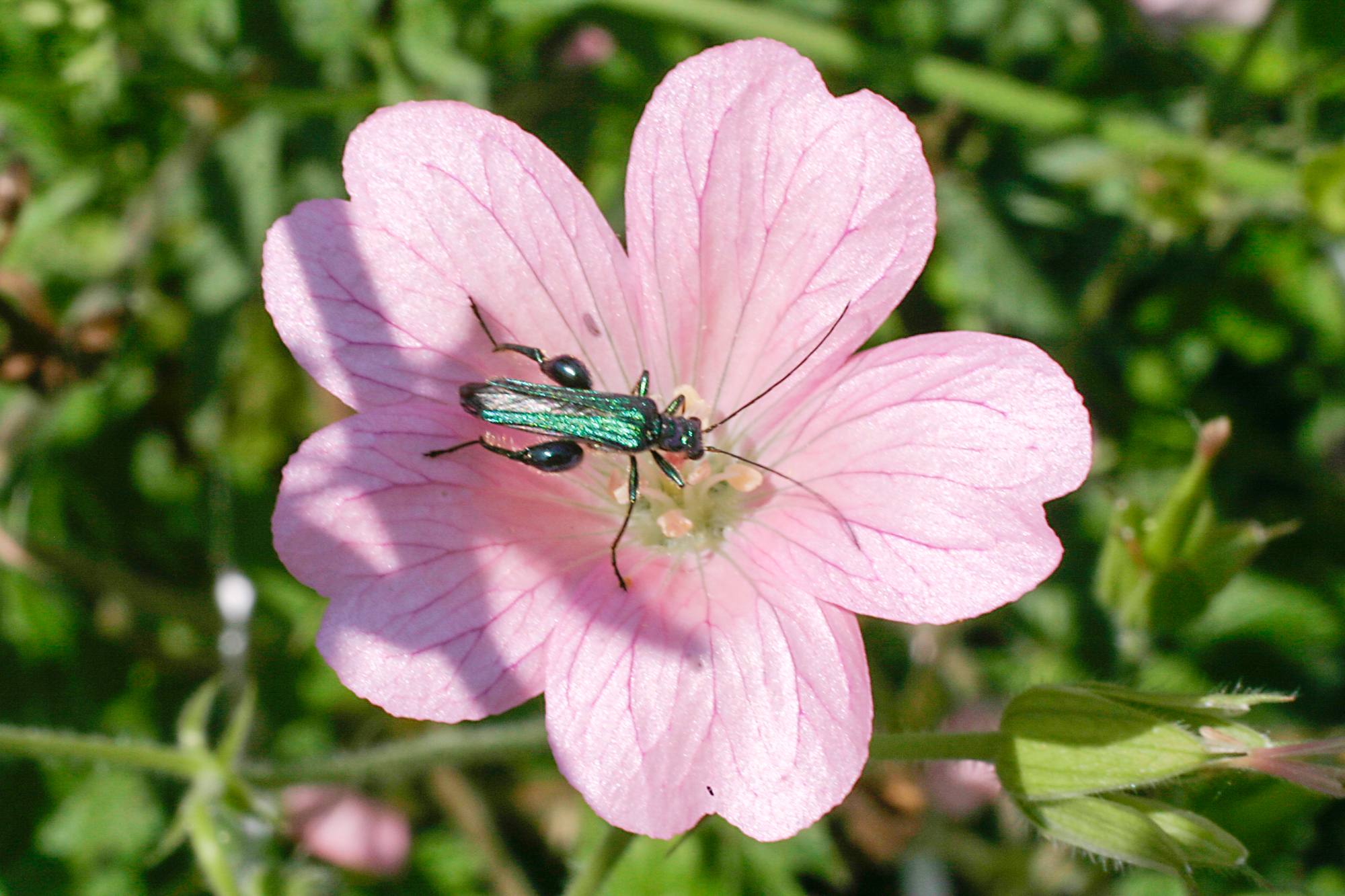 mauve et insecte