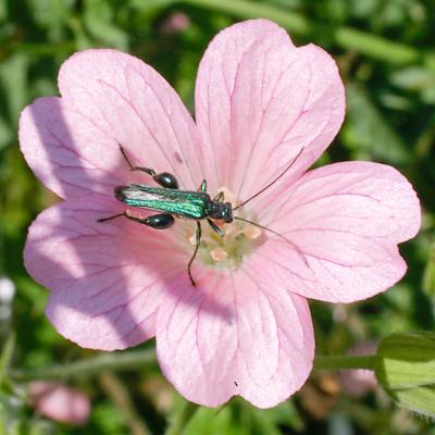 mauve et insecte