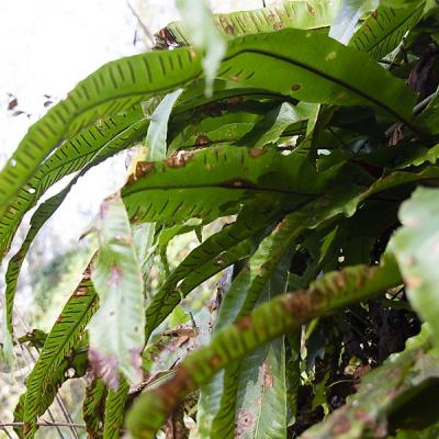 Evelyne t ensemble de fougeres redimensionner