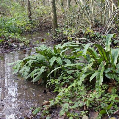 Evelyne t fougeres dans le ruisseau redimensionner