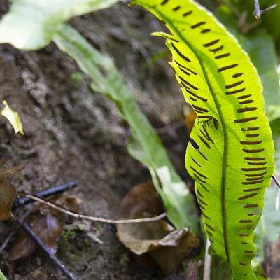 Evelynet feuille de fougere redimensionner