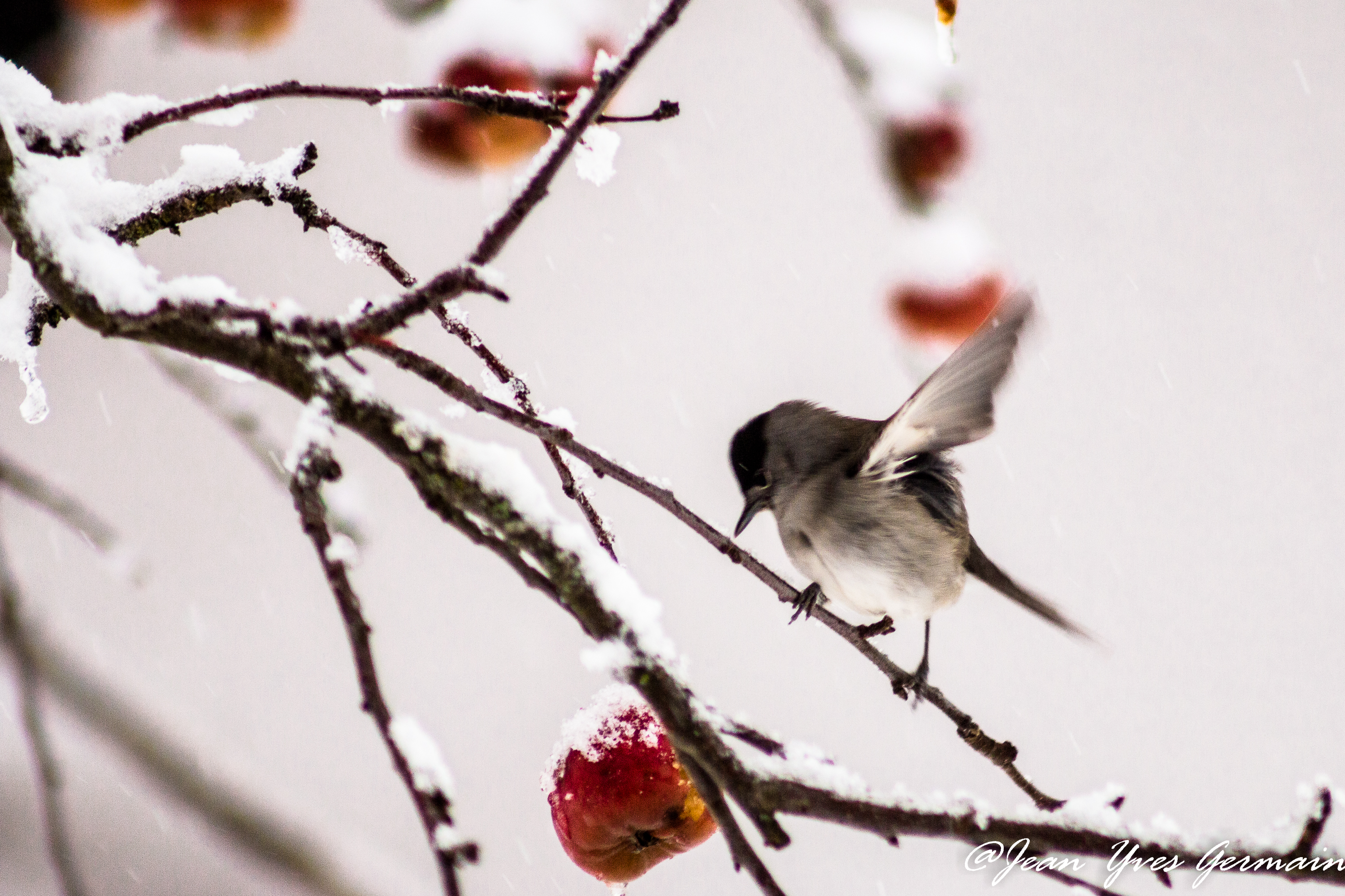 Fauvette sous la neige mangeant des pommes