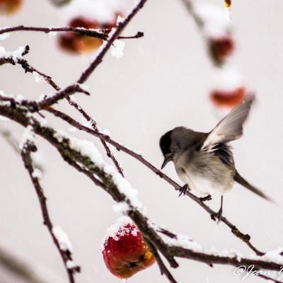 Fauvette sous la neige mangeant des pommes