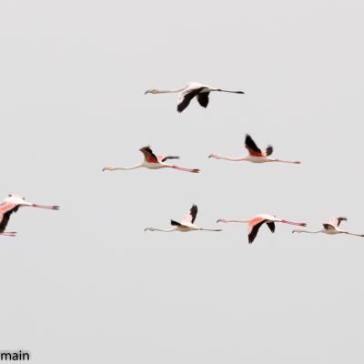 Flamants roses en escadrille