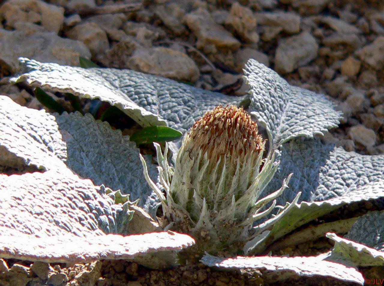 fleur à Peyre Rouge