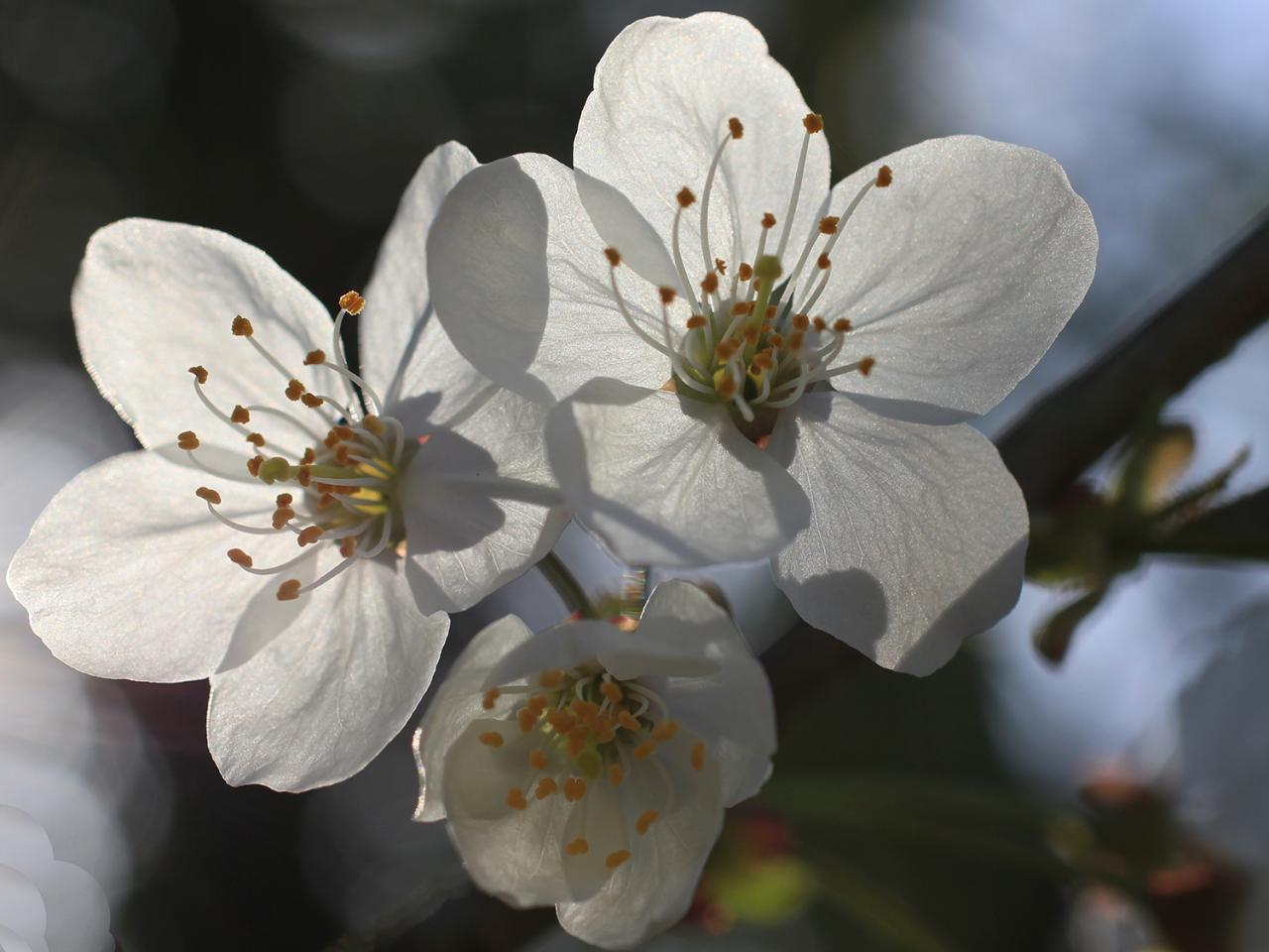 fleur de cerisier