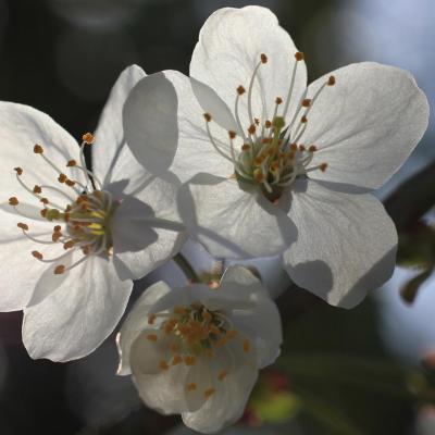 fleur de cerisier