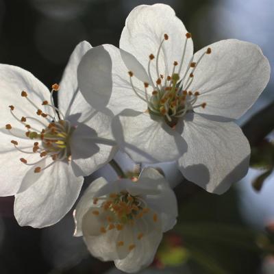 Fleur de cerisier