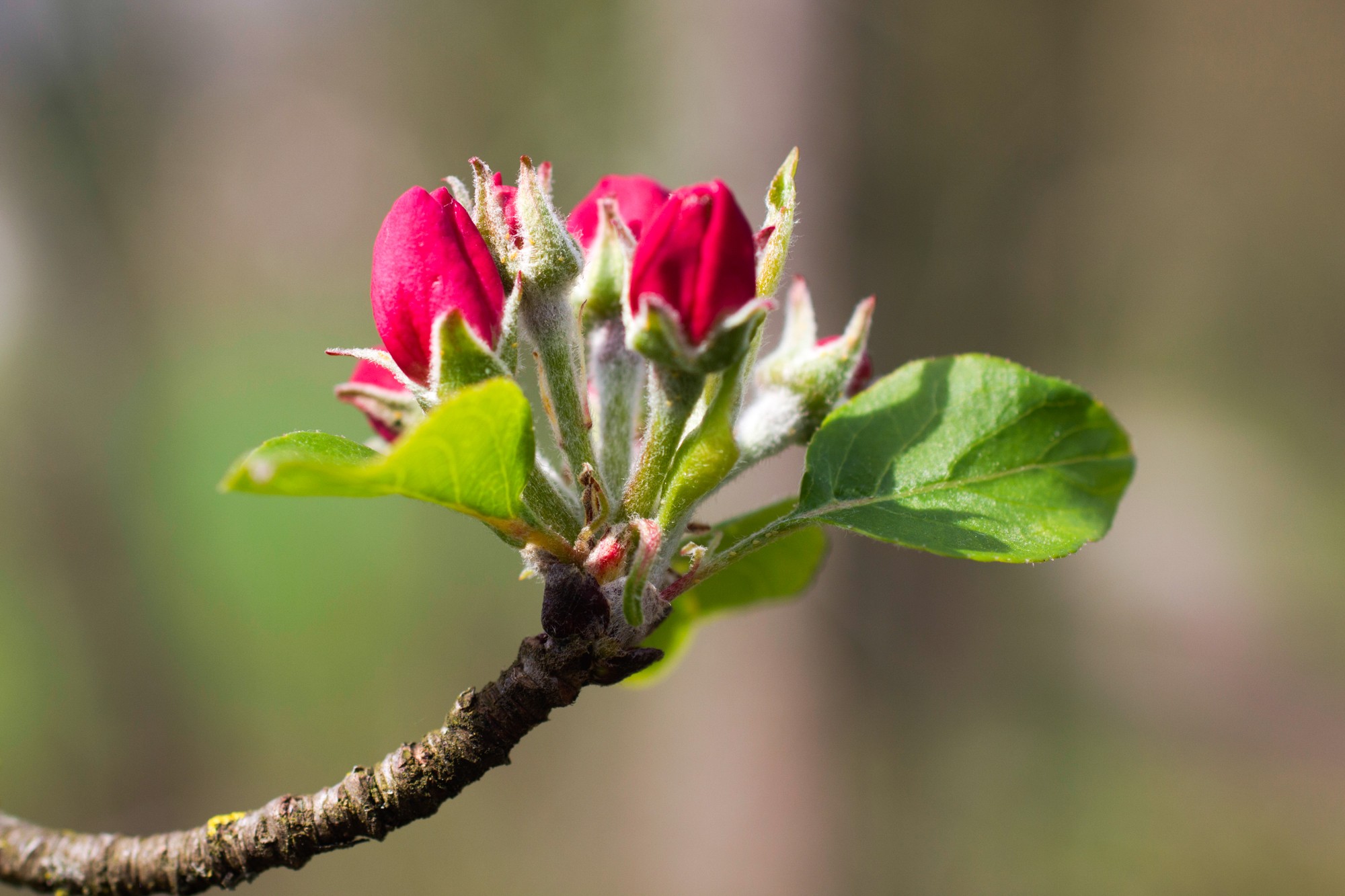 Fleur de pommier